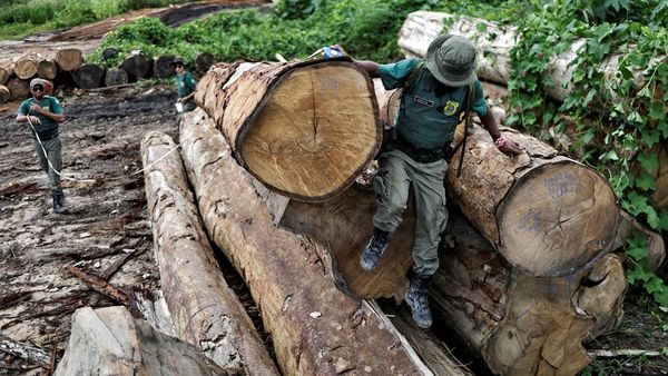 Kerja Keras Memerangi Penggundulan Hutan Amazon