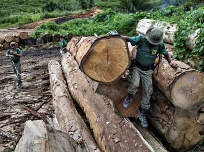 Kerja Keras Memerangi Penggundulan Hutan Amazon