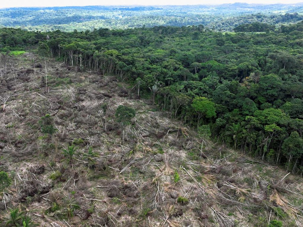 Gawat! Kerusakan Hutan Amazon Tembus Rekor Tertinggi di Februari 2023