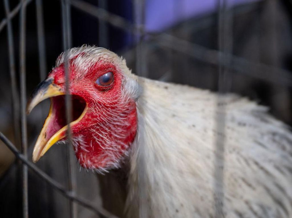 Antisipasi Flu Burung, Distan Bali Semprot Disinfektan di Pasar Unggas Antisipasi Flu Burung, Distan Bali Semprot Disinfektan di Pasar Unggas