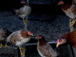 Boleh Lega, Guru Besar Unair Sebut Penularan Flu Burung ke Manusia Jarang Terjadi Boleh Lega, Guru Besar Unair Sebut Penularan Flu Burung ke Manusia Jarang Terjadi