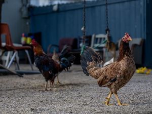 Deteksi Flu Burung, Argentina Tangguhkan Ekspor Unggas