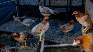 Wabah Flu Burung Jadi Biang Kerok Tingginya Harga Telur di AS