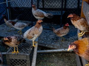 Wabah Flu Burung Jadi Biang Kerok Tingginya Harga Telur di AS Wabah Flu Burung Jadi Biang Kerok Tingginya Harga Telur di AS