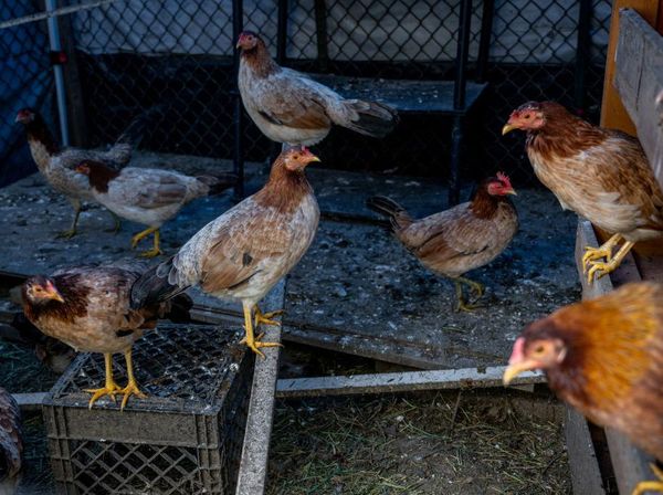 Wabah Flu Burung Jadi Biang Kerok Tingginya Harga Telur di AS