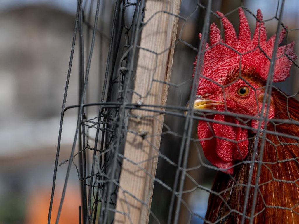 Badung Nyalakan Alarm Respons Cepat Waspadai Flu Burung Badung Nyalakan Alarm Respons Cepat Waspadai Flu Burung