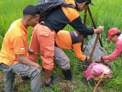Jepara Geger, Buaya Gede Banget Lepas dari Tempat Wisata