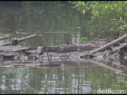 Buaya Muara 3 Meter Muncul di Sungai Bondoyudo Lumajang