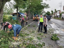 Pohon Tumbang Timpa Pengendara Motor di Tulungagung