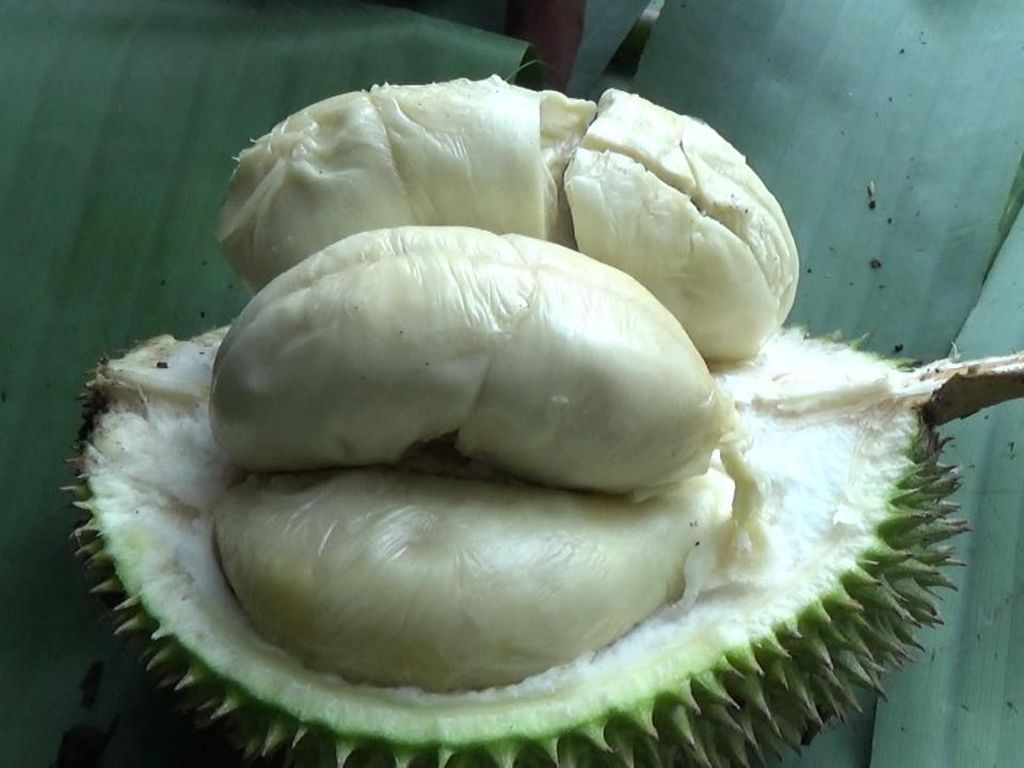 Bukan Mainan, Ini Durian Lato-lato dari Lumajang yang Legit Creamy Rasanya Bukan Mainan, Ini Durian Lato-lato dari Lumajang yang Legit Creamy Rasanya