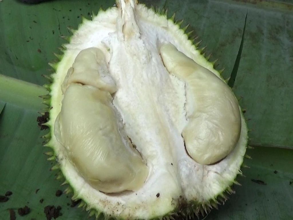 Kenalkan Durian Lato-lato Asal Lumajang, Manis dan Legit Lho!