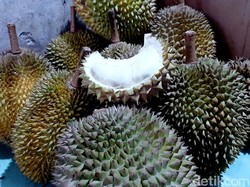 Awas Kejebak! Ini Cara Memilih Durian Loji Khas Karawang yang Nikmat