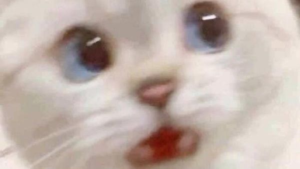 10 Bukti Butuh Usaha Keras Buat Foto Kucing, Pusing!
