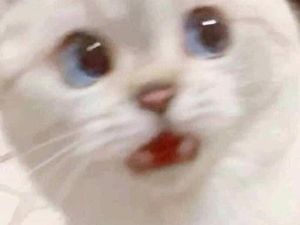 10 Bukti Butuh Usaha Keras Buat Foto Kucing, Pusing!