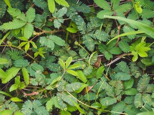 Iritabilitas Adalah Respon Terhadap Rangsangan, Berikut Ciri dan Contohnya