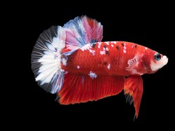 13 Jenis Ikan Cupang Termahal dan Terlangka Harga Puluhan Juta
