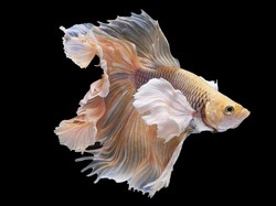 Apakah Ikan Tidur seperti Hewan Lain? Begini Penjelasan Ilmiahnya