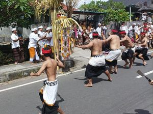 Tradisi Nyepeg Sampi Desa Adat Asak, Pantang Tebas Kepala dan Ekor