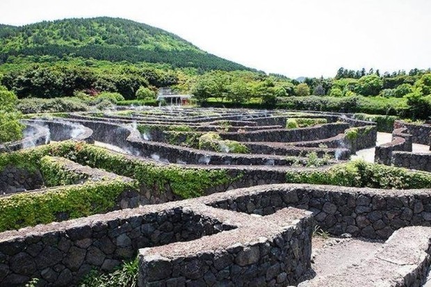Maze Land di Pulau Jeju/ Foto: visitjeju.net Maze Land di Pulau Jeju/ Foto: visitjeju.net