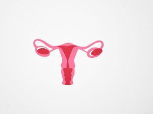 Ovarium Adalah Tempat Terjadinya Produksi Sel Telur, Ini Fungsinya