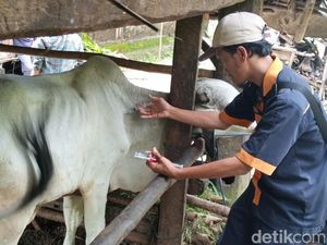 Ratusan Sapi di Purworejo Terinfeksi LSD, 6 Pedet Mati