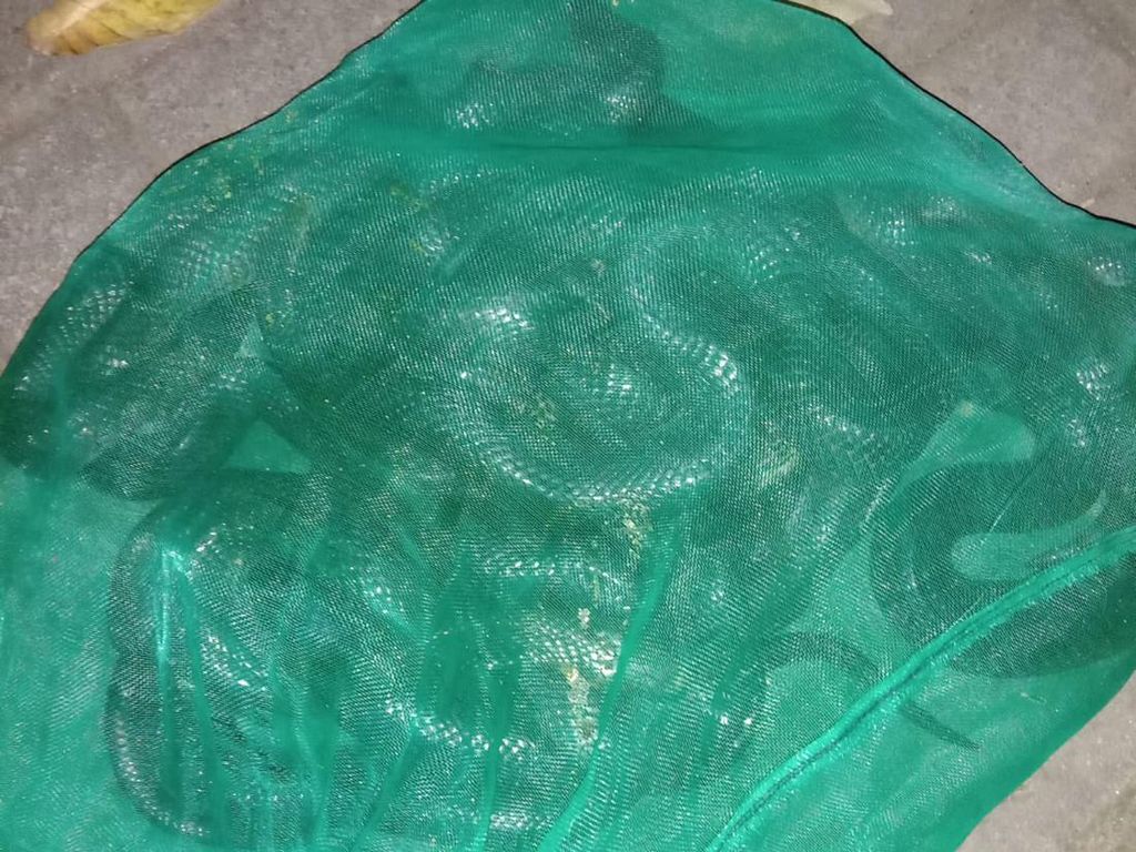 Sekarung Ular Kobra Jelang Kedatangan Anies di Rumah Wahidin Halim