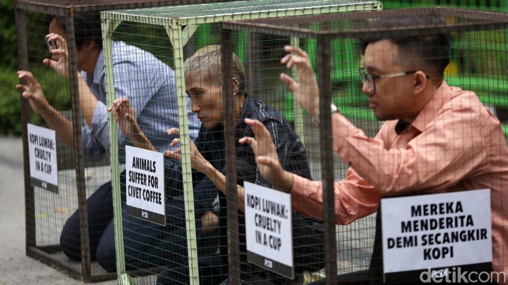 Terkurung di Kandang, Aktivis PETA Tolak Eksploitasi Luwak Terkurung di Kandang, Aktivis PETA Tolak Eksploitasi Luwak