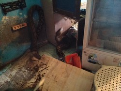 Ngeri! Ular Sanca 5 Meter di Sinjai Tiba-tiba Muncul di Plafon Rumah Warga