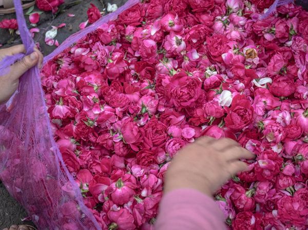 Bunga Mawar Tabur Naik Drastis, dari Rp 15.000 Jadi Rp 350.000, Kok Bisa?