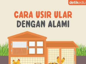 Infografis: Bukan Garam, Ini Cara Usir Ular dengan Alami