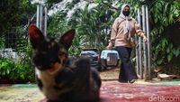 Door to Door Cari Hewan untuk Vaksin Rabies