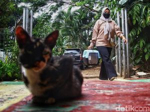 Door to Door Cari Hewan untuk Vaksin Rabies