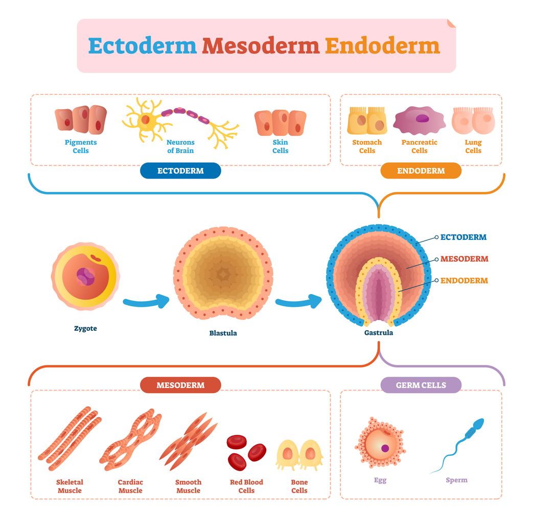 Ilustrasi endoderm, mesoderm dan ektoderm