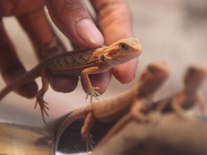 Kadal Masuk Rumah Pertanda Apa? Ini Faktor Penyebab dan Pencegahannya