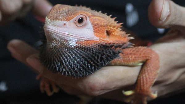 Kadal Berjanggut Ini Harganya Tembus Rp 4 Juta