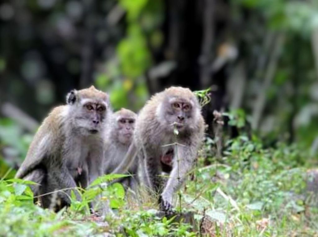 Monyet Liar Serang Warga di Situbondo, 1 Orang Dilarikan ke Rumah Sakit