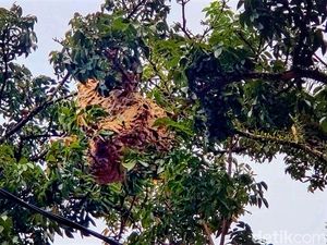 Tawon Vespa Teror Warga dan Pedestrian di Sukabumi