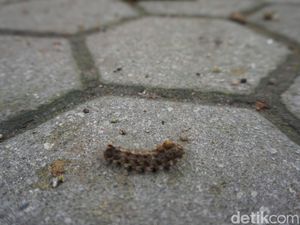 Mengapa Ulat Bulu Bikin Gatal? Ini Penjelasannya