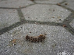 Mengapa Ulat Bulu Bikin Gatal? Ini Penjelasannya