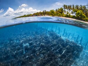 Australia Pelajari Budidaya Rumput Laut di Sulawesi Selatan karena Lebih Maju