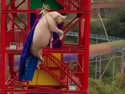 Terlalu! Taman Hiburan Paksa Babi Bungee Jumping untuk Promosi Wisata