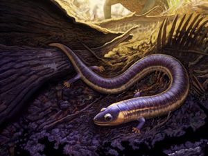 Ungkap Misteri Asal-usul Amfibi, Begini Studi Fosil Cacing Funky Ungkap Misteri Asal-usul Amfibi, Begini Studi Fosil Cacing Funky