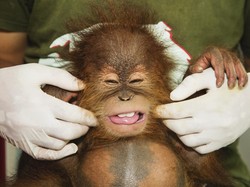 Serba-serbi Hari Primata Indonesia Diperingati Tanggal 30 Januari