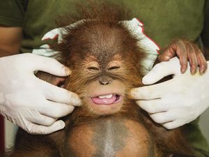 Serba-serbi Hari Primata Indonesia Diperingati Tanggal 30 Januari Serba-serbi Hari Primata Indonesia Diperingati Tanggal 30 Januari