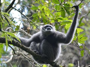 Hari Primata Indonesia 30 Januari 2024: Sejarah dan Twibbon Hari Primata Indonesia 30 Januari 2024: Sejarah dan Twibbon