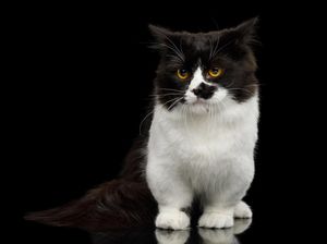 Mengenal Kucing Munchkin: Sejarah, Ciri, Karakter, dan Perawatan Mengenal Kucing Munchkin: Sejarah, Ciri, Karakter, dan Perawatan