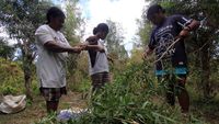 Menengok Produksi Minyak Kayu Putih, Dibanderol Rp 300 Ribu/Liter