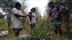 Menengok Produksi Minyak Kayu Putih, Dibanderol Rp 300 Ribu/Liter