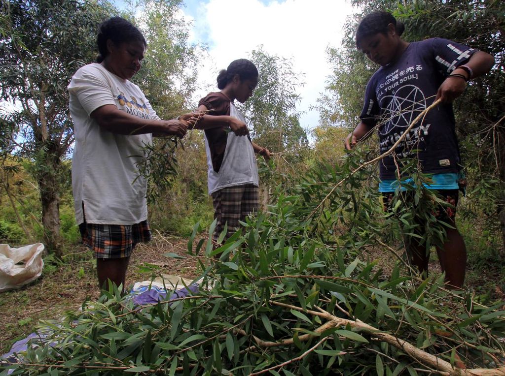Menengok Produksi Minyak Kayu Putih, Dibanderol Rp 300 Ribu/Liter Menengok Produksi Minyak Kayu Putih, Dibanderol Rp 300 Ribu/Liter