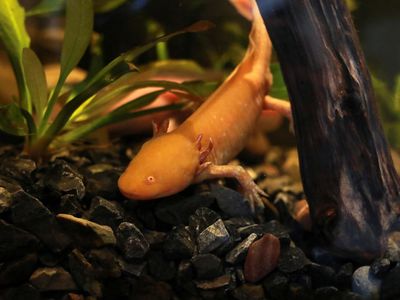 Mengenal Salamander Axolotl di Museum Meksiko